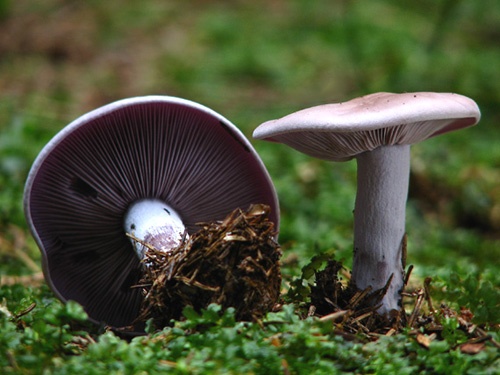 pôvabnica fialová / čirůvka fialová