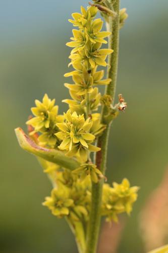 kýchavica biela Lobelova