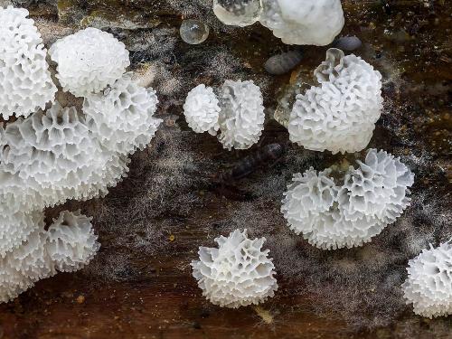 rohačka kríčkovitá v. pórovitá