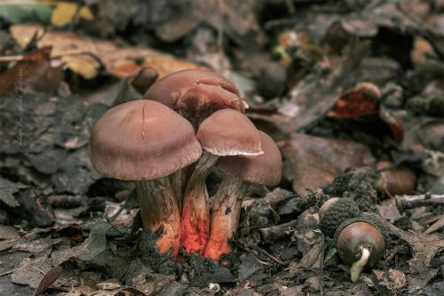 pavučinovec Bulliardov /pavučinec Bulliardův