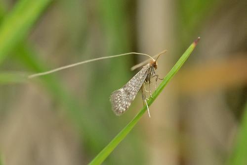 Nematopogon sp.