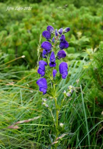 prilbica tuhá moravská