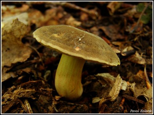 suchohríb žltomäsový / hřib žlutomasý