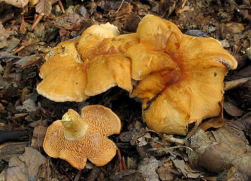 jelenka ryšavá / lošák ryšavý