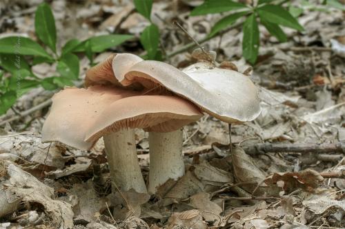 hodvábnica veľká / závojenka olovová