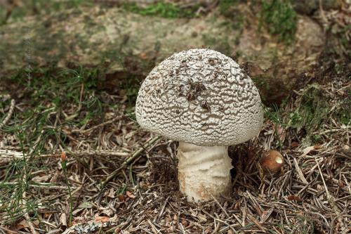 muchotrávka hrubá / muchomůrka šedivka