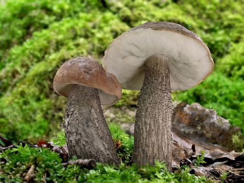 kozák topoľový / kozák topolový robusní