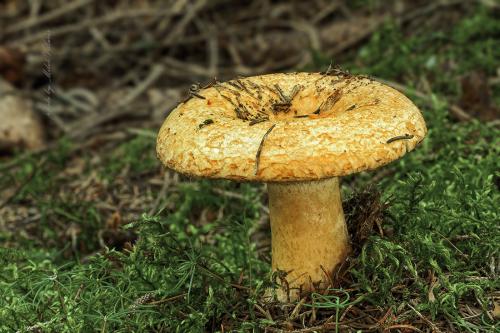 rýdzik rapavý / ryzec ďubkovaný