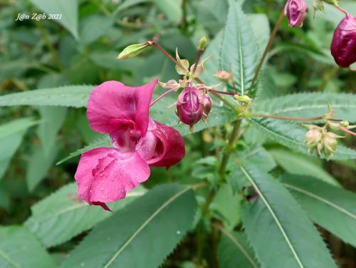 netýkavka žliazkatá