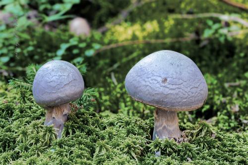 pavučinovec smradľavý / pavučinec kozlí