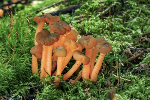 klincovka slizká / patyčka rosolovitá