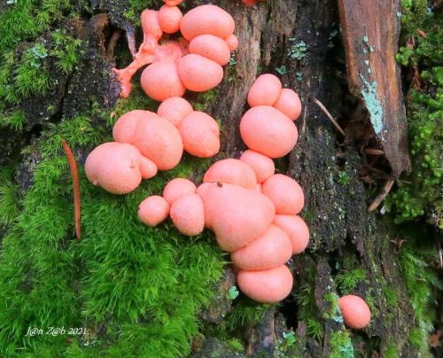 vlčinka červená / vlčí mléko červené