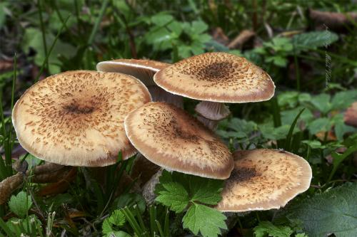 podpňovka obyčajná / václavka obecná