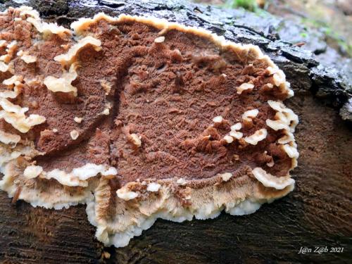 žilnačka osiková / žilnatka rosolovitá