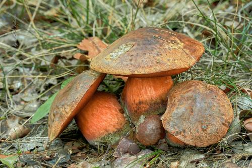 hríb zrnitohlúbikový / hřib kovář