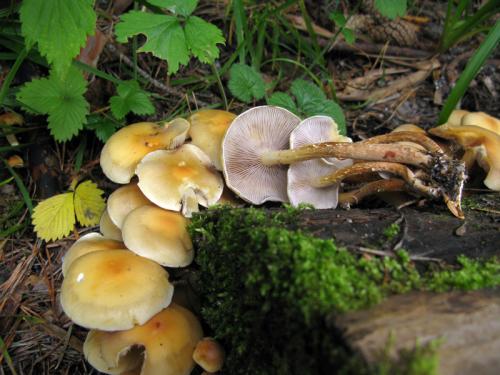 strapcovka maková / třepenitka maková