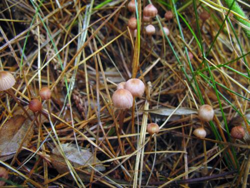 prilbička ružová / helmovka růžová