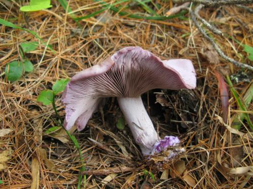 pôvabnica fialová / čirůvka fialová