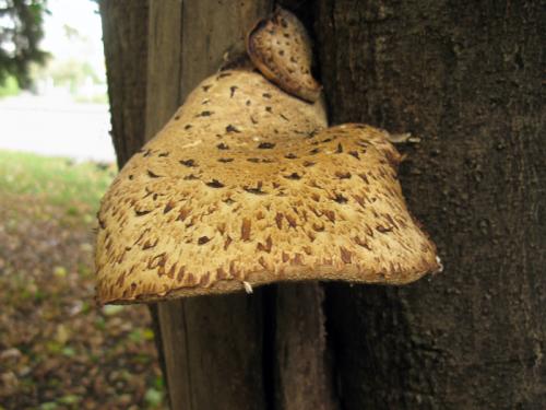 trúdnik šupinatý / choroš šupinatý