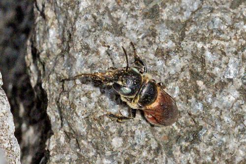Halictus sp.