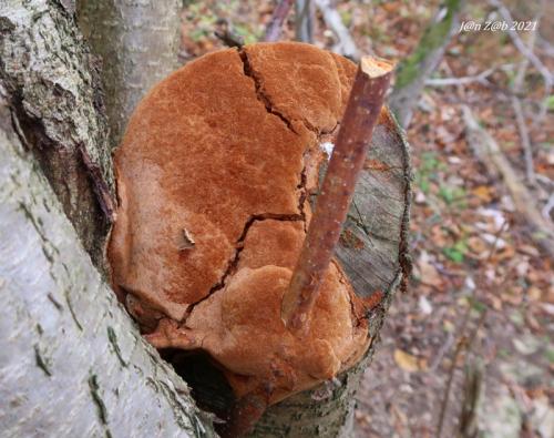 ohňovec hrdzavohnedý