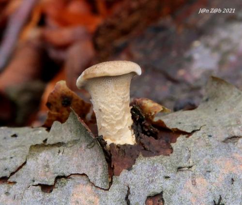 trúdnik zimný / choroš poloplástvový