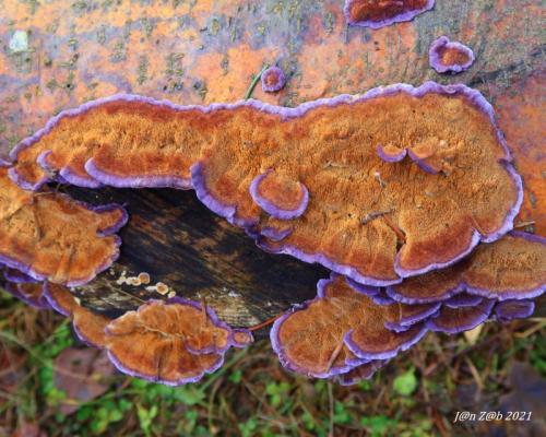 ryhovec želatinovitý / bránovitec dvoutvarý