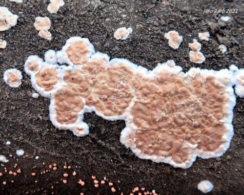 pukavec rozložitý / kornatec rozvitý