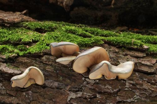 pňovka neskorá / pařezník pozdní