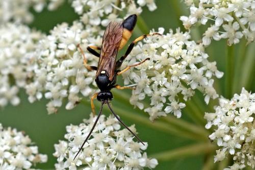 Ichneumon sp.