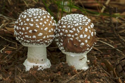 muchotrávka tigrovaná / muchomůrka tygrovaná