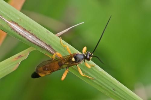 Ichneumon sp.