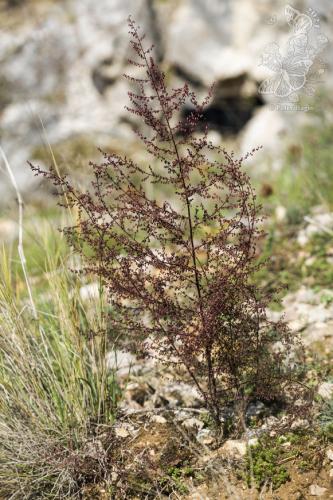 palina metlovitá