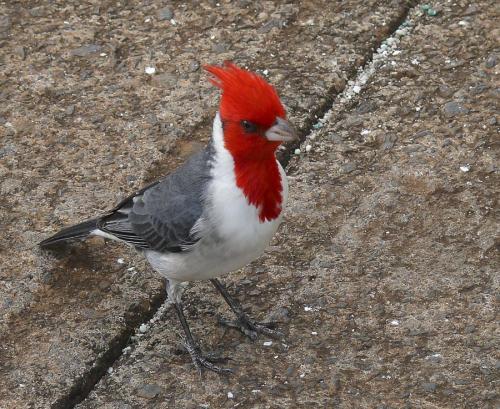 Paroaria coronata