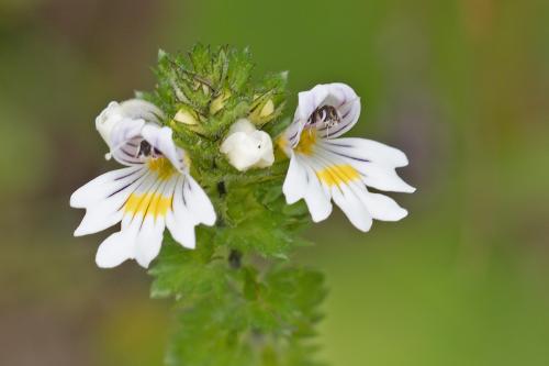 očianka bližšie neurčená