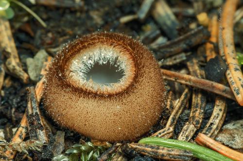 humária polguľovitá / bělokosmatka polokulovitá