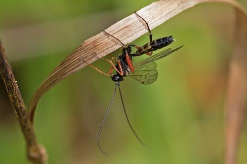 Banchus sp.
