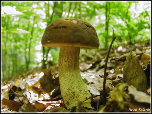 kozák hrabový / kozák habrový