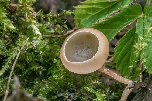 jahňadka obyčajná / jehnědka olšová