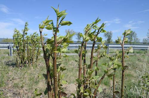 krídlatka japonská