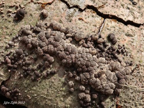 drevovček bukový / dřevomor červený