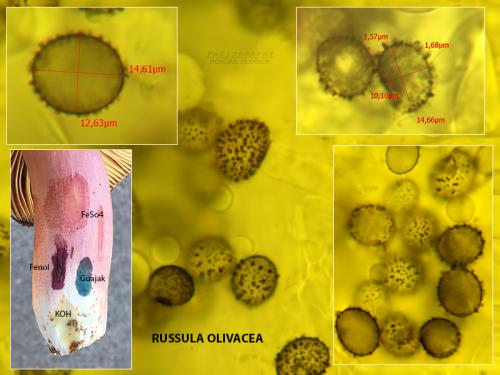 plávka olivová / holubinka olivová