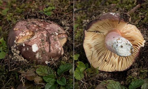 plávka olivová / holubinka olivová