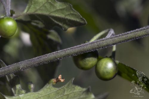 ľuľok čierny vlnatý