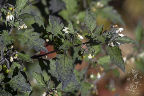 ľuľok čierny vlnatý