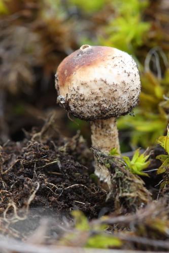 stopkovec zimný / palečka zimní