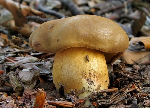 suchohríb hnedý / hřib hnědý