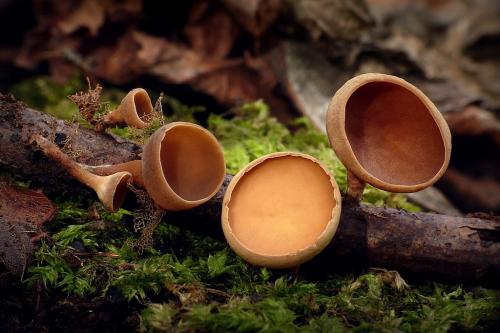 terčovka vráskavejúca / terčka žilnatá