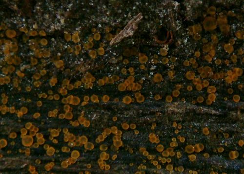 orbília sosnová / kruhovka