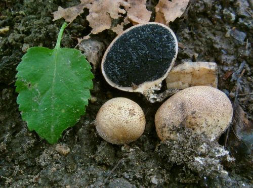 pestrec bradavičnatý / pestřec bradavčitý